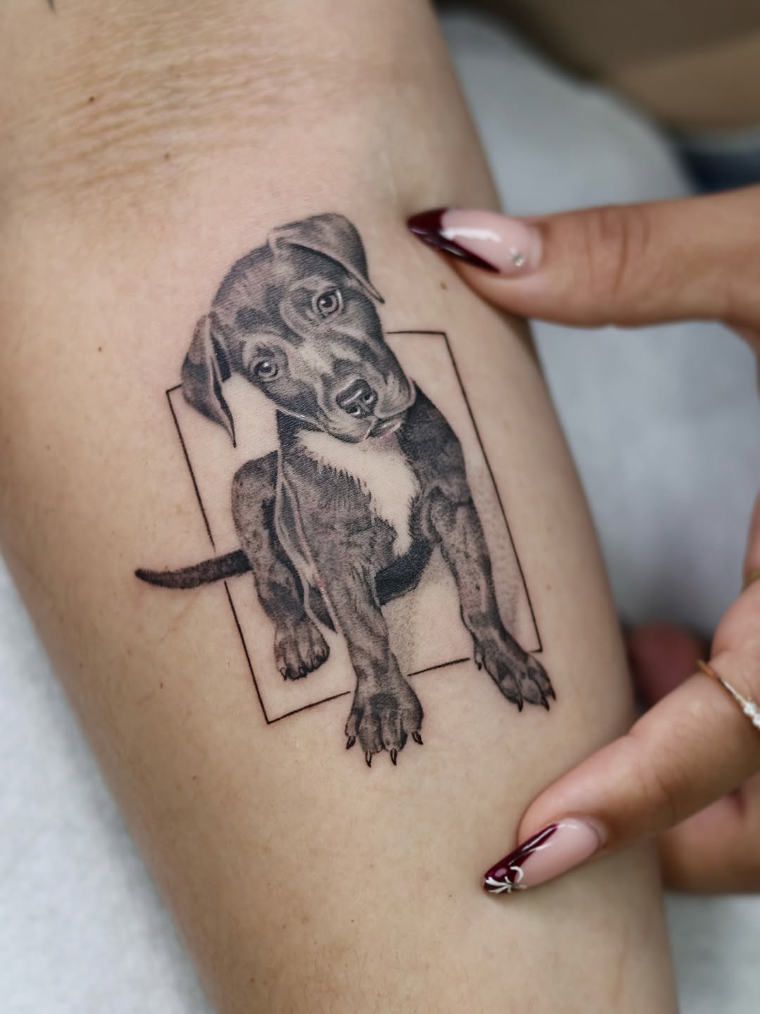Art representation of OSCAR 🐾 Your family will love and remember you forever! 📸

•Thank you so much Lily! 
• Appointments available. DM me for any q