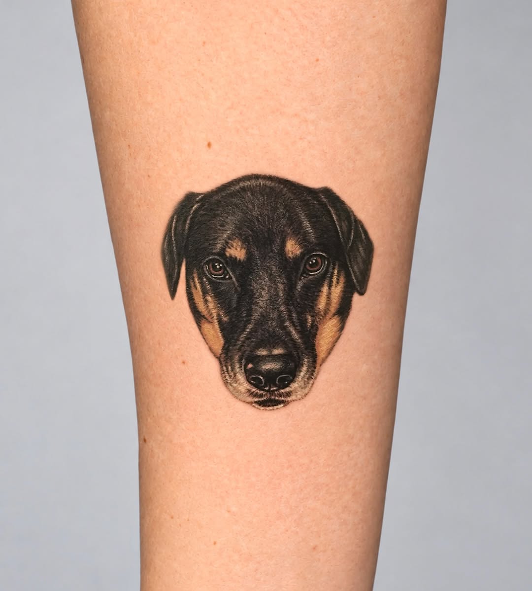 A few of my favorite little faces lately 🐾
.
.
.
#pet #dog #cattattoo #tattoo #microrealismtattoo