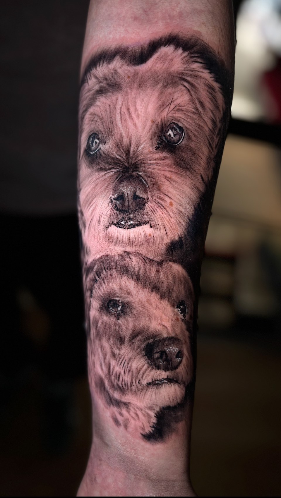 “Algunos tatuajes no son solo tinta... son memoria, amor y lealtad eterna. 🐾
Gracias por confiar en mí para inmortalizar a estos dos compañeros insep